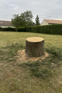 Souche fraîchement coupée d’un grand sapin abattu pour raison de sécurité – Élagage Poitiers